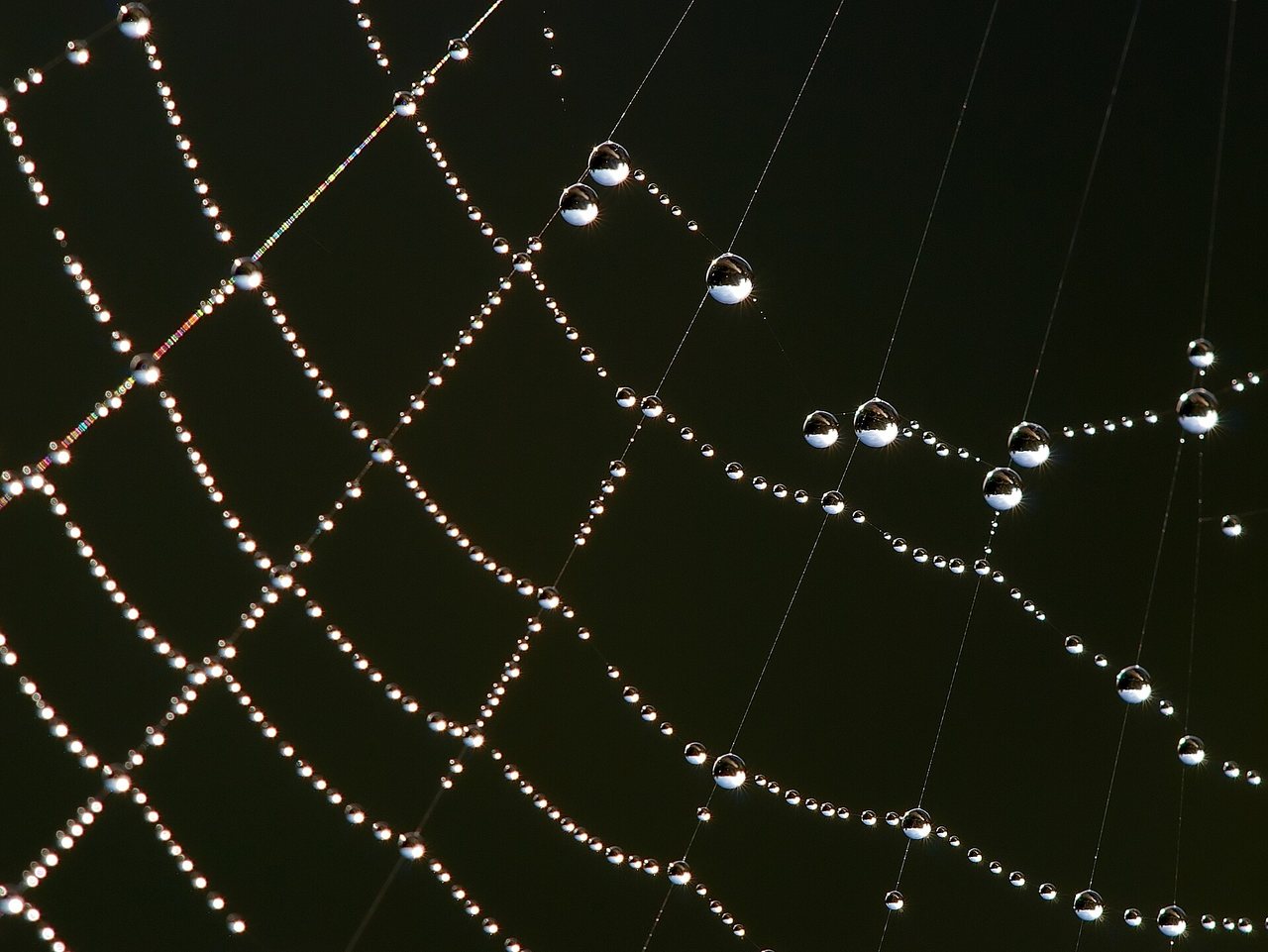 Dew on a spider’s web.